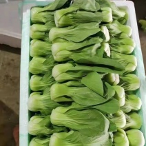 河北小油菜量大产地发货品质保证接商超市场电商