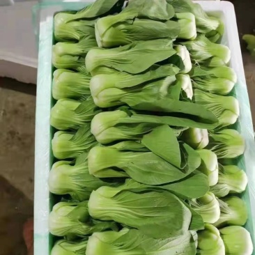 河北小油菜量大产地发货品质保证接商超市场电商