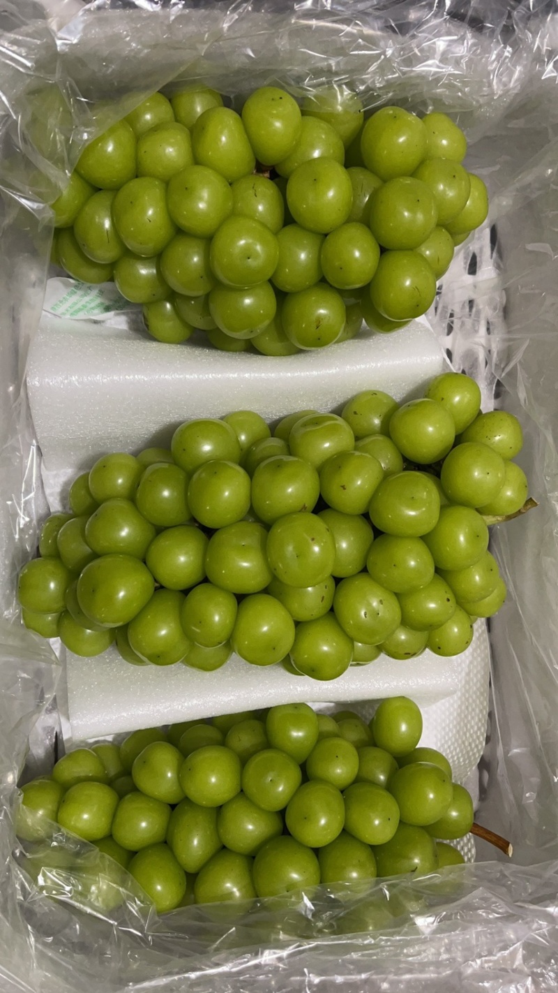 精品阳光玫瑰一手货源品质保证视频看货商超时长对接欢迎