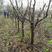 5-8公分精品秋月梨树，示范园精品树形，挖机全根，包成活