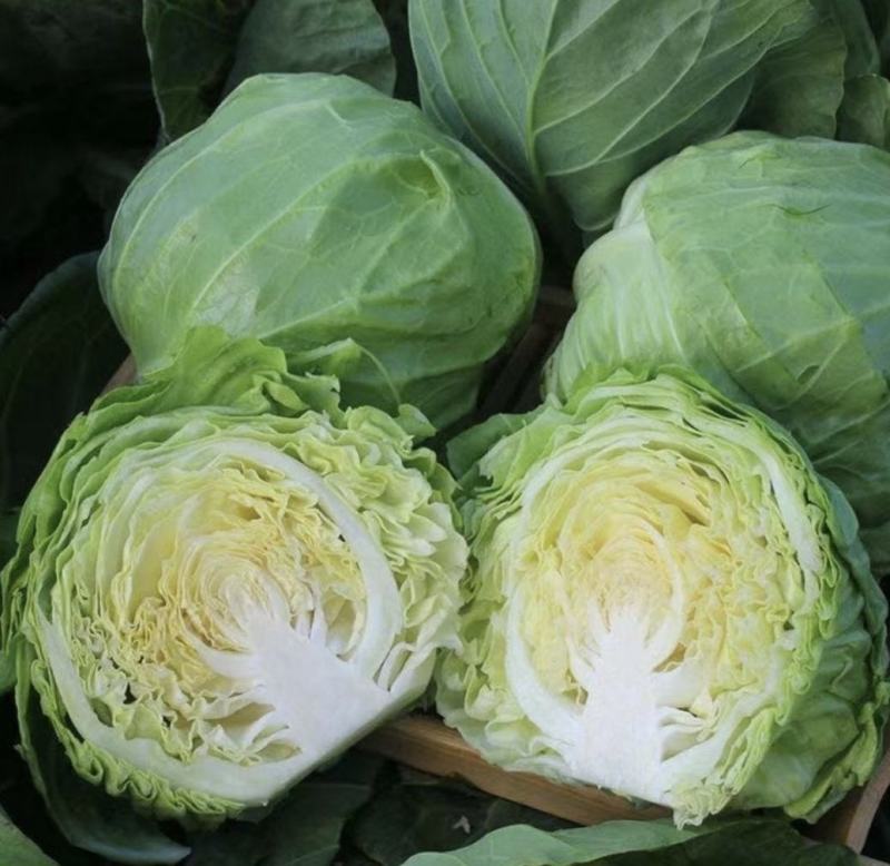 甘蓝圆包菜湖北嘉鱼县圆包菜量大从优基地供应