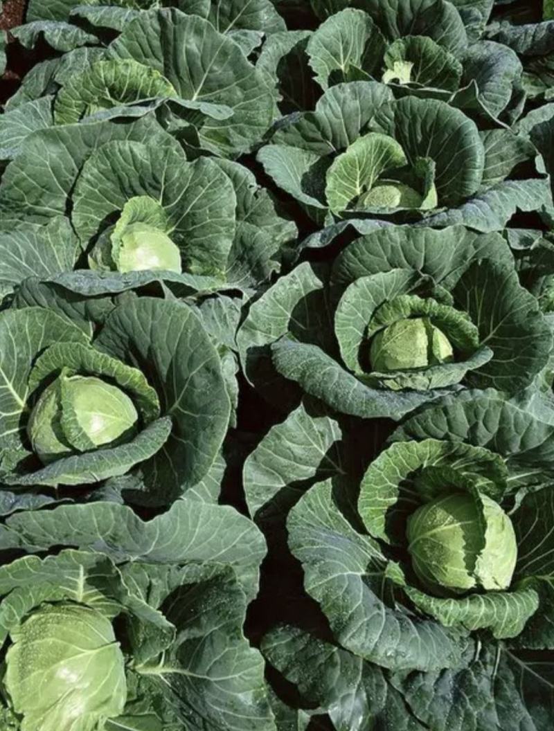 甘蓝圆包菜湖北嘉鱼县圆包菜量大从优基地供应