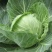 甘蓝圆包菜湖北嘉鱼县圆包菜量大从优基地供应