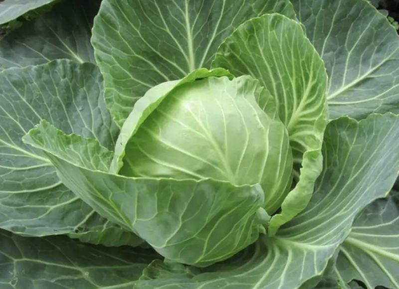 甘蓝圆包菜湖北嘉鱼县圆包菜量大从优基地供应