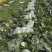 甘蓝圆包菜湖北嘉鱼县圆包菜量大从优基地供应