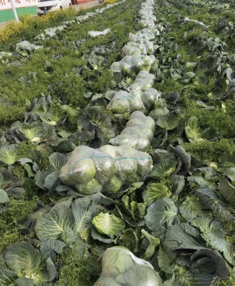 甘蓝圆包菜湖北嘉鱼县圆包菜量大从优基地供应