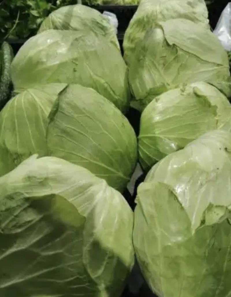 甘蓝扁包菜湖北嘉鱼县扁包菜量大从优基地供应