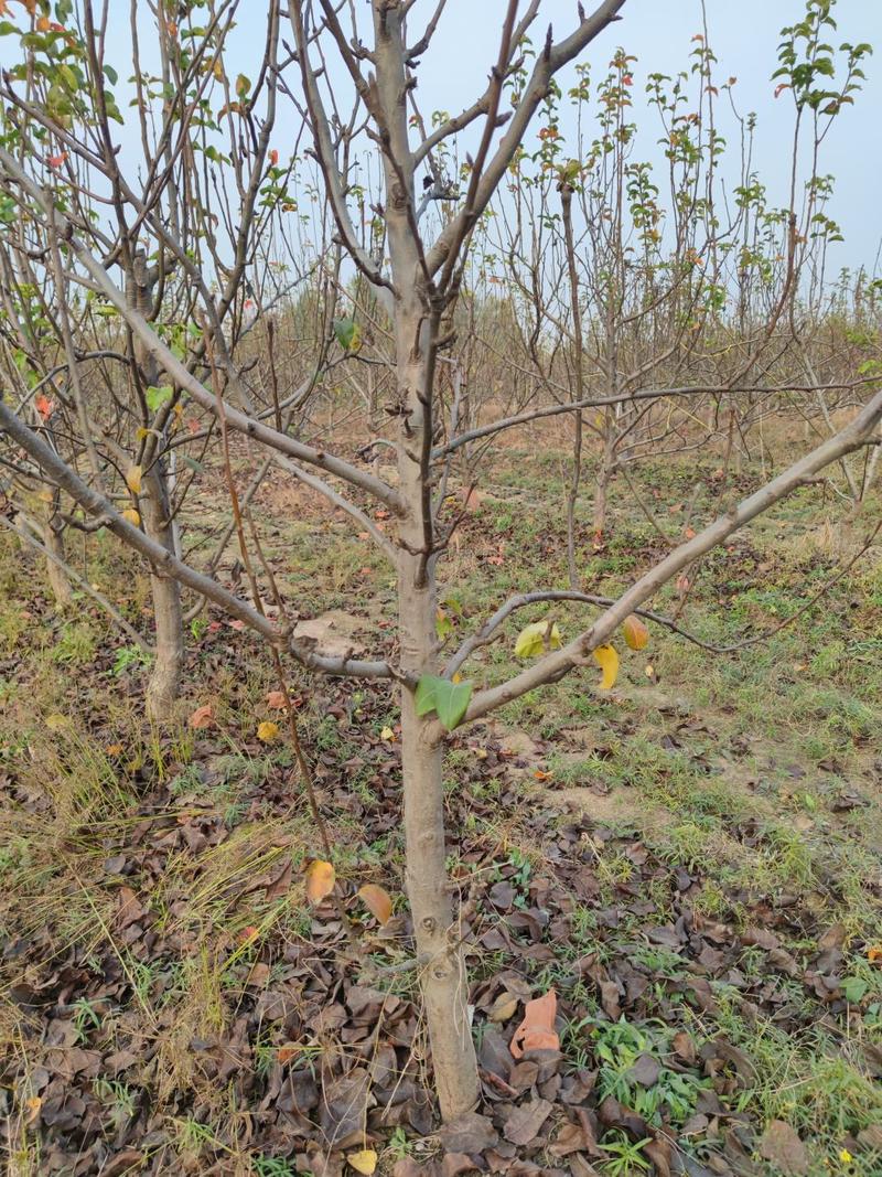 5-8公分精品秋月梨树，示范园精品树形，挖机全根，包成活