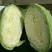 甘蓝扁包菜湖北嘉鱼县扁包菜量大从优基地供应