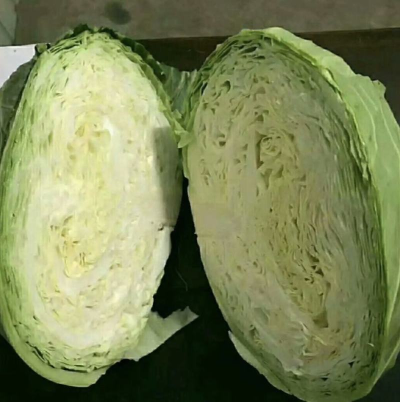 甘蓝扁包菜湖北嘉鱼县扁包菜量大从优基地供应