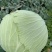 甘蓝扁包菜湖北嘉鱼县扁包菜量大从优基地供应