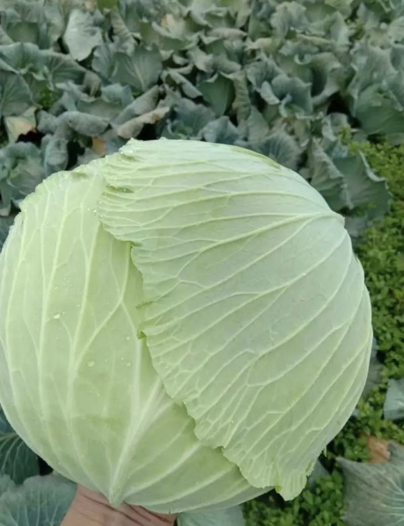 甘蓝扁包菜湖北嘉鱼县扁包菜量大从优基地供应