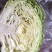 甘蓝扁包菜湖北嘉鱼县扁包菜量大从优基地供应