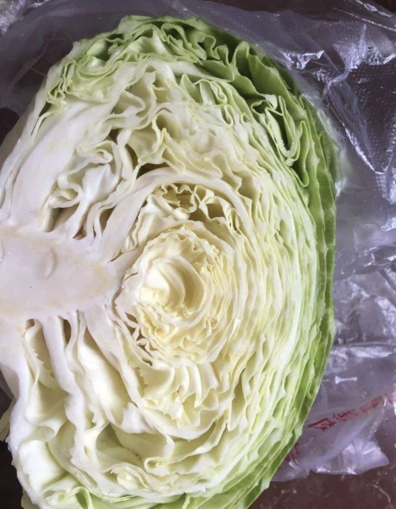 甘蓝扁包菜湖北嘉鱼县扁包菜量大从优基地供应