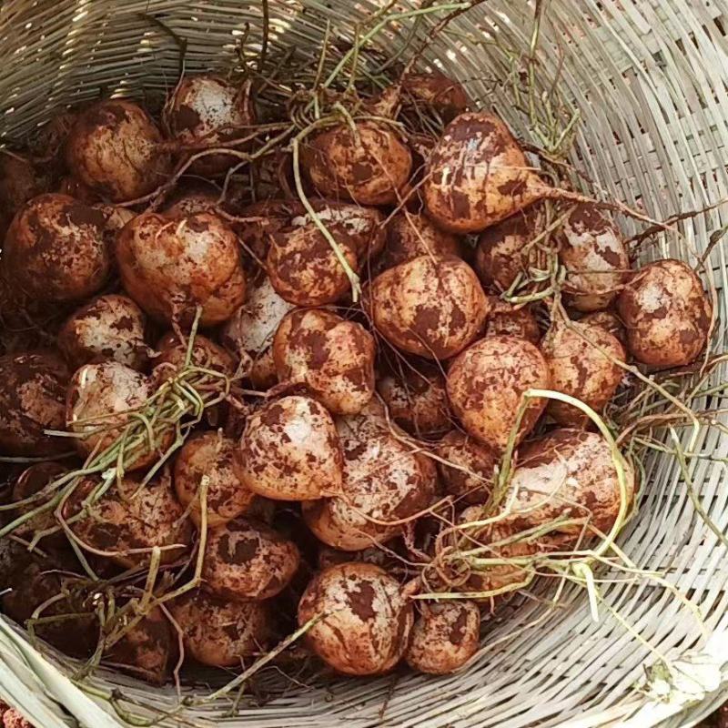 里庄红泥地瓜，多汁化渣，大量种植，欢迎广大老板前来购买