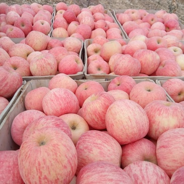 红富士苹果