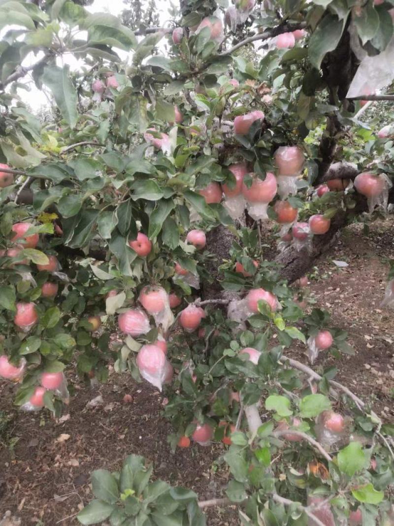 苹果精品红富士苹果河北产地直发保质保量