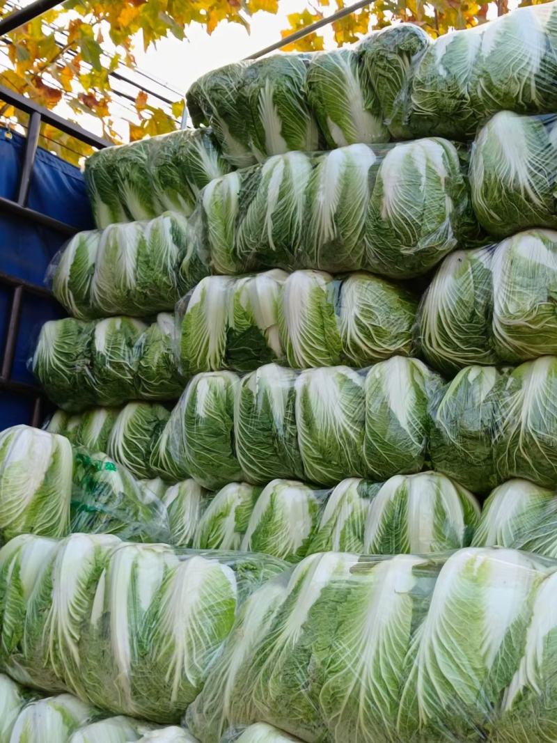 湖北咸宁嘉鱼县白菜精品黄心白菜大量上市产地直供量大从优