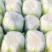 湖北咸宁嘉鱼县白菜精品黄心白菜大量上市产地直供量大从优