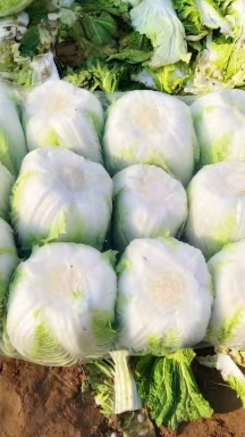 湖北咸宁嘉鱼县白菜精品黄心白菜大量上市产地直供量大从优