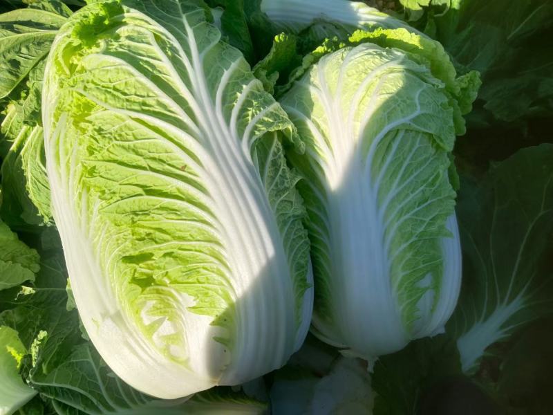 湖北咸宁嘉鱼县白菜精品黄心白菜大量上市产地直供量大从优
