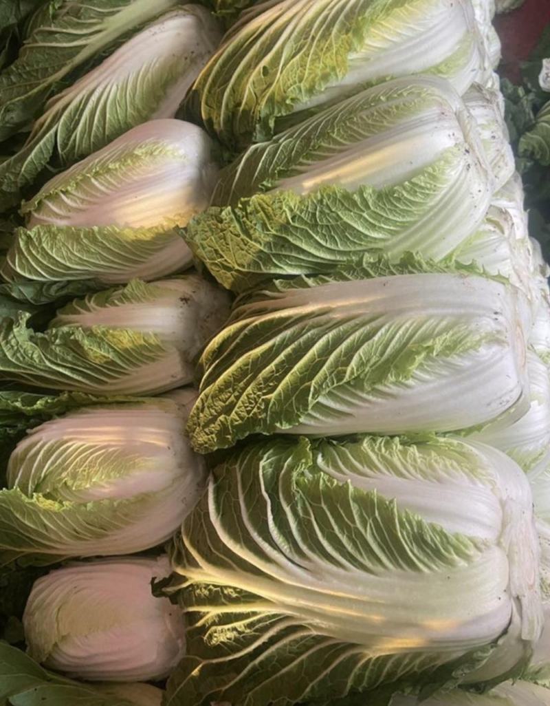 湖北咸宁嘉鱼县白菜精品黄心白菜大量上市产地直供量大从优