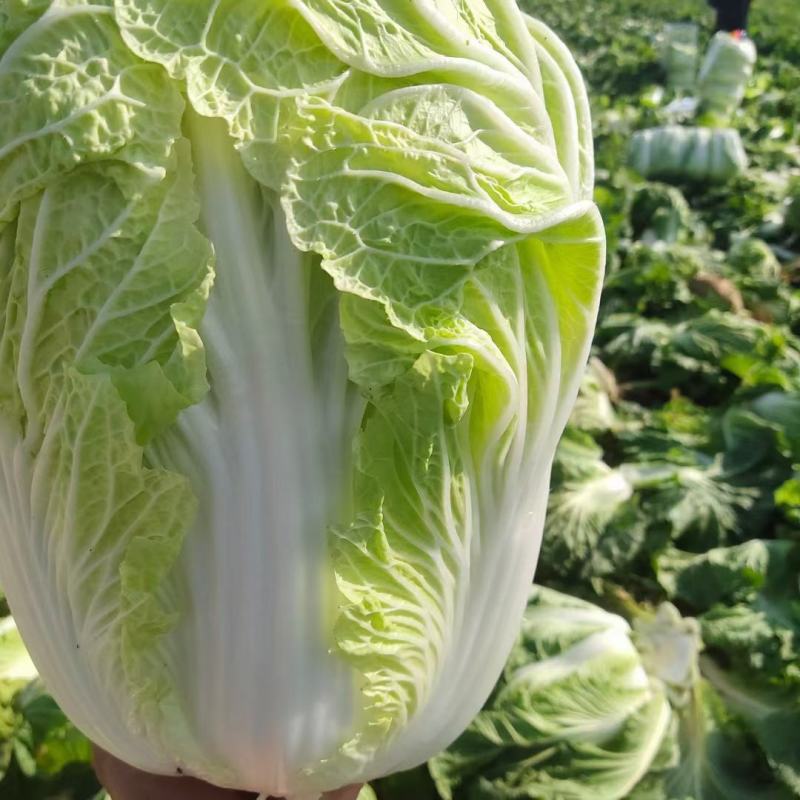 湖北咸宁嘉鱼县白菜精品黄心白菜大量上市产地直供量大从优