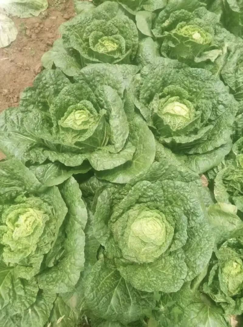 湖北咸宁嘉鱼县白菜精品黄心白菜大量上市产地直供量大从优