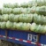 湖北咸宁嘉鱼县白菜精品黄心白菜大量上市产地直供量大从优