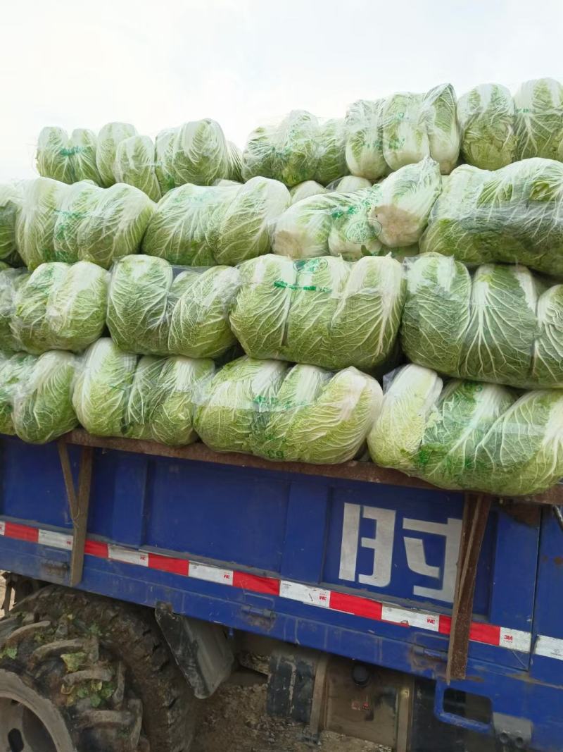 湖北咸宁嘉鱼县白菜精品黄心白菜大量上市产地直供量大从优