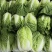 湖北咸宁嘉鱼县白菜精品黄心白菜大量上市产地直供量大从优