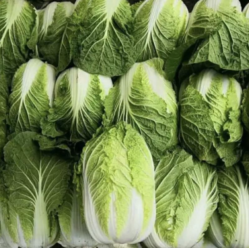 湖北咸宁嘉鱼县白菜精品黄心白菜大量上市产地直供量大从优