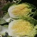 湖北咸宁嘉鱼县白菜精品黄心白菜大量上市产地直供量大从优