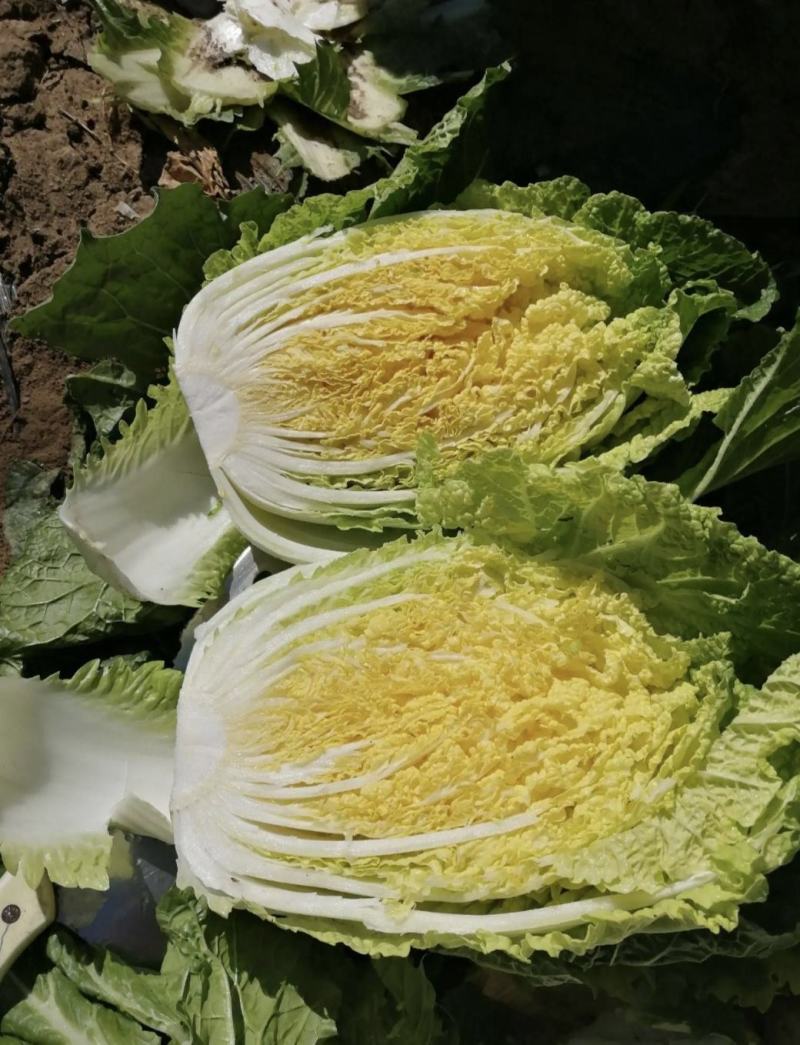 湖北咸宁嘉鱼县白菜精品黄心白菜大量上市产地直供量大从优