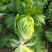湖北咸宁嘉鱼县白菜精品黄心白菜大量上市产地直供量大从优