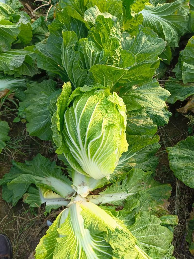 湖北咸宁嘉鱼县白菜精品黄心白菜大量上市产地直供量大从优
