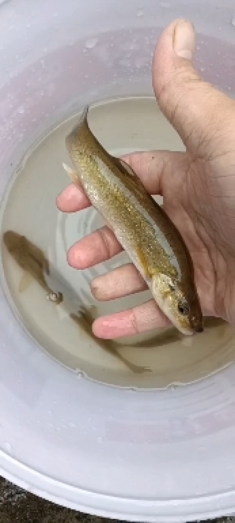 山泉柳根鱼