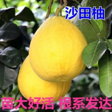 沙田柚苗保湿发货死苗立补假苗立赔技术指导