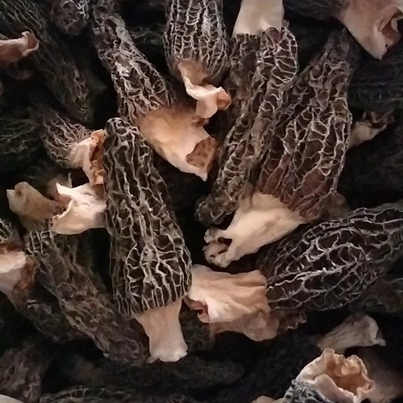 羊肚菌