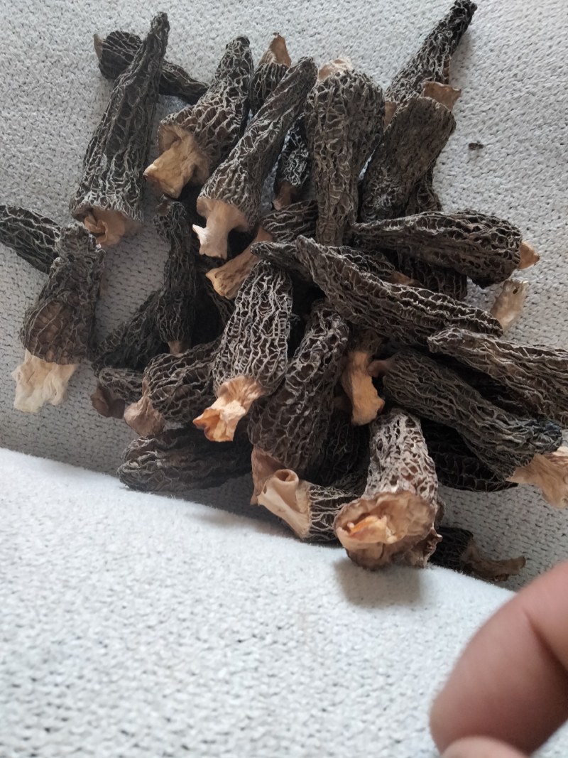 羊肚菌