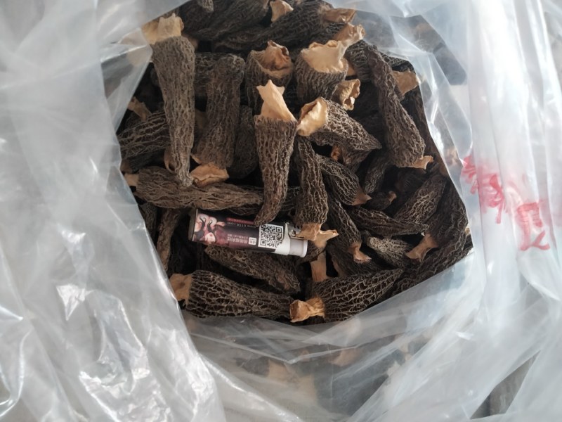 羊肚菌