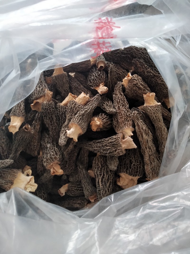 羊肚菌