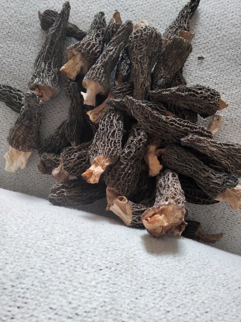 羊肚菌
