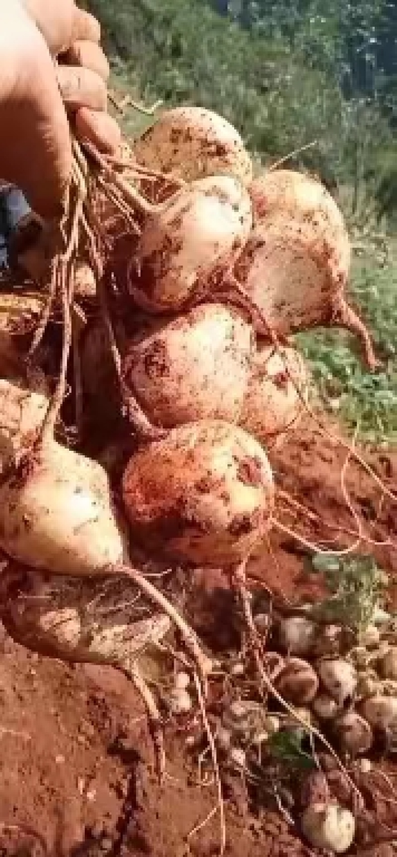 里庄红泥地瓜，多汁化渣，大量种植，欢迎广大老板前来购买