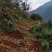 里庄红泥地瓜，多汁化渣，大量种植，欢迎广大老板前来购买