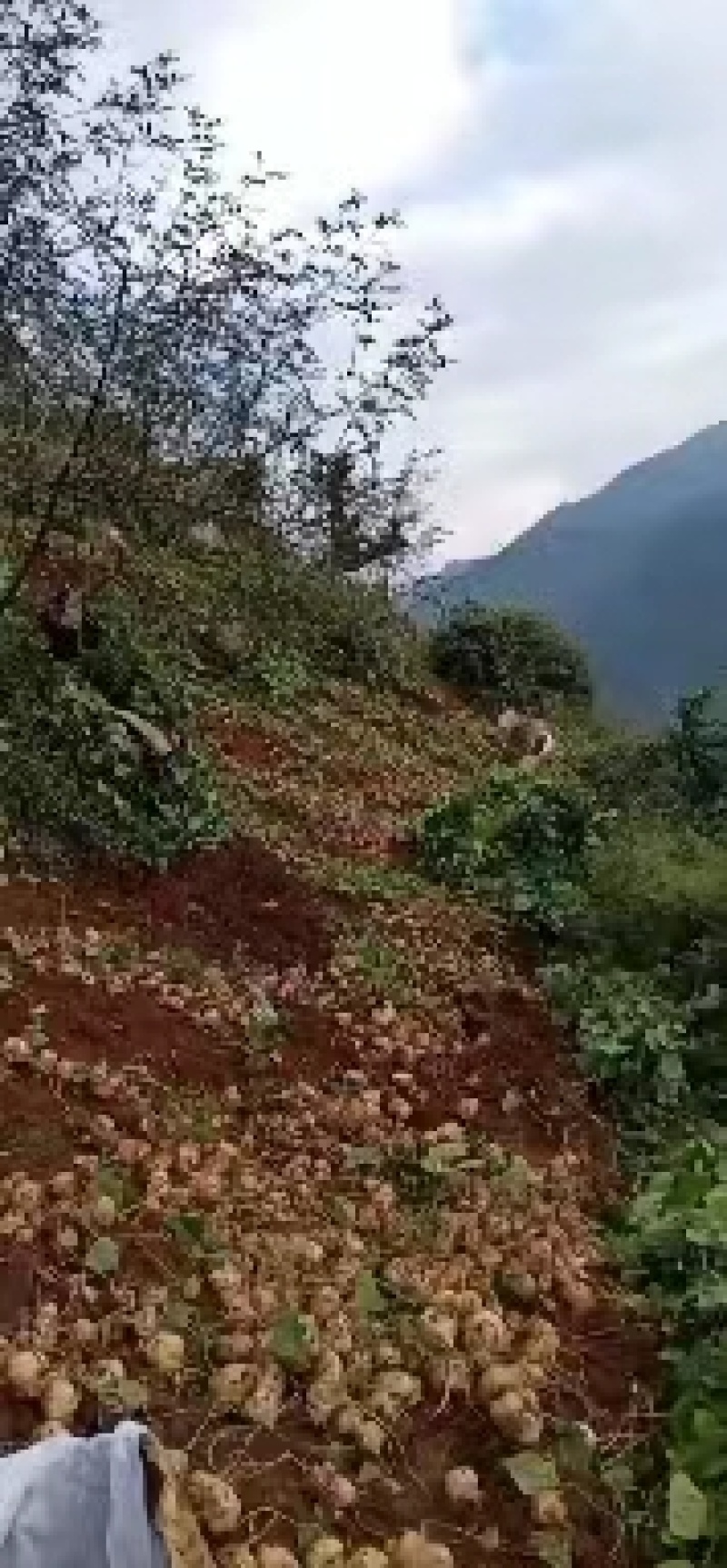 里庄红泥地瓜，多汁化渣，大量种植，欢迎广大老板前来购买