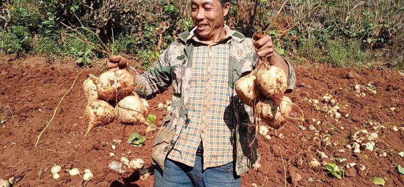 里庄红泥地瓜，多汁化渣，大量种植，欢迎广大老板前来购买