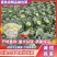 甘蓝扁包菜湖北嘉鱼县扁包菜量大从优基地供应