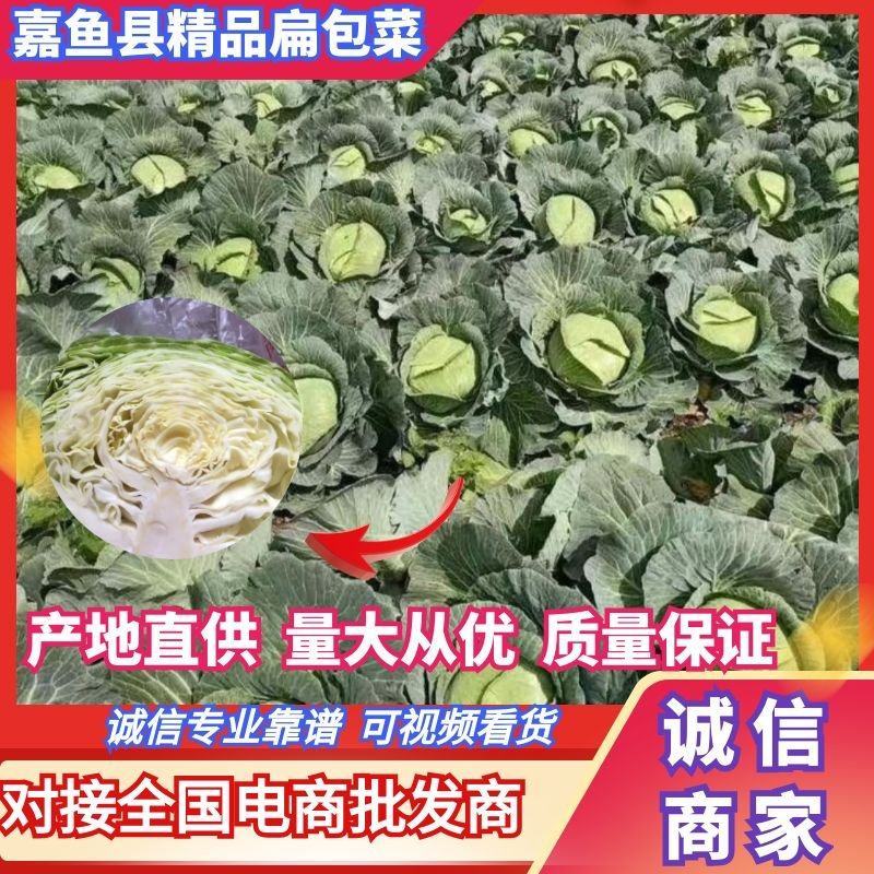 甘蓝扁包菜湖北嘉鱼县扁包菜量大从优基地供应