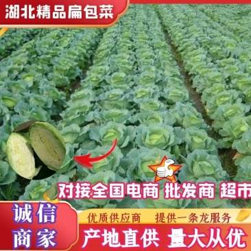 甘蓝扁包菜湖北嘉鱼县扁包菜量大从优基地供应